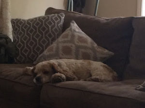 Meet your Posher, Natalie